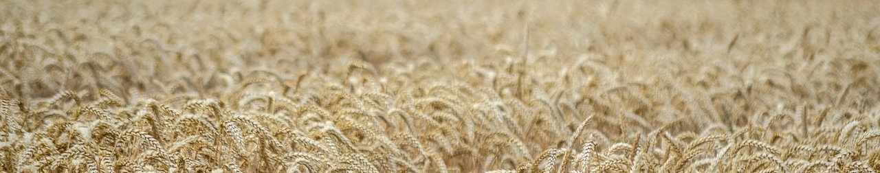 ears-of-corn-7325780_1280_1