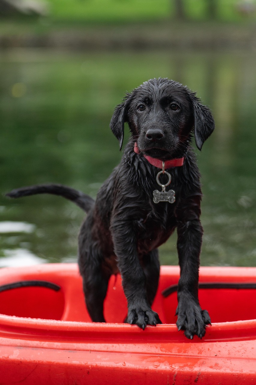 labrador-7392840_1280