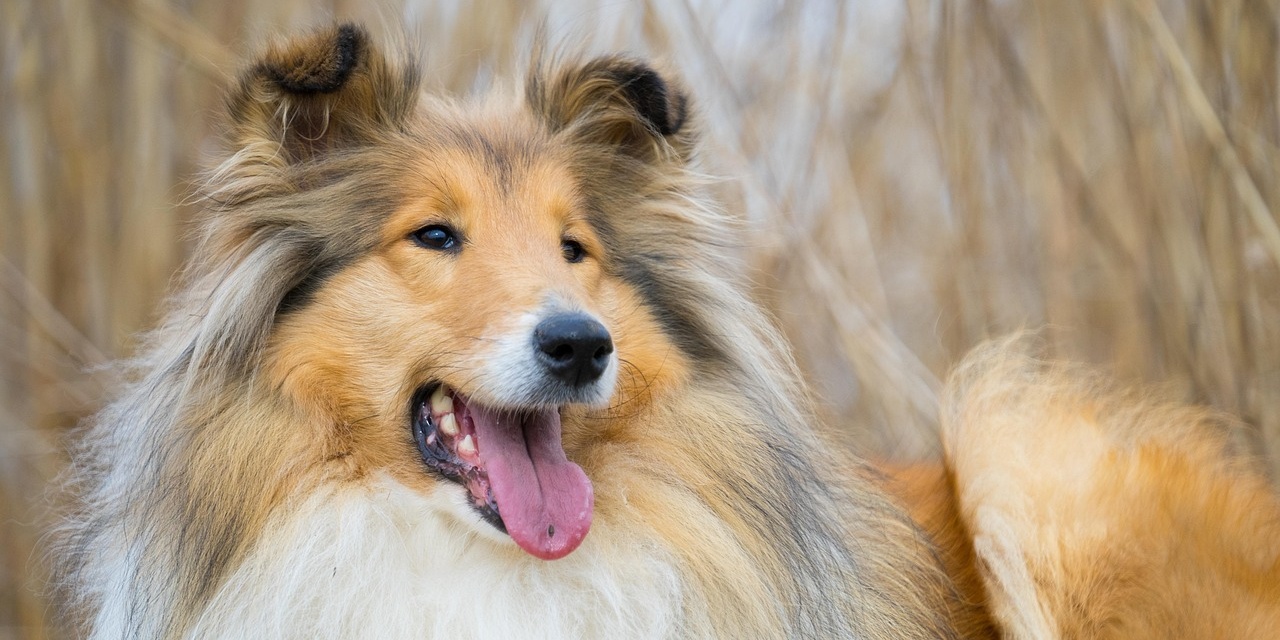long-haired-collie-5766447_1280