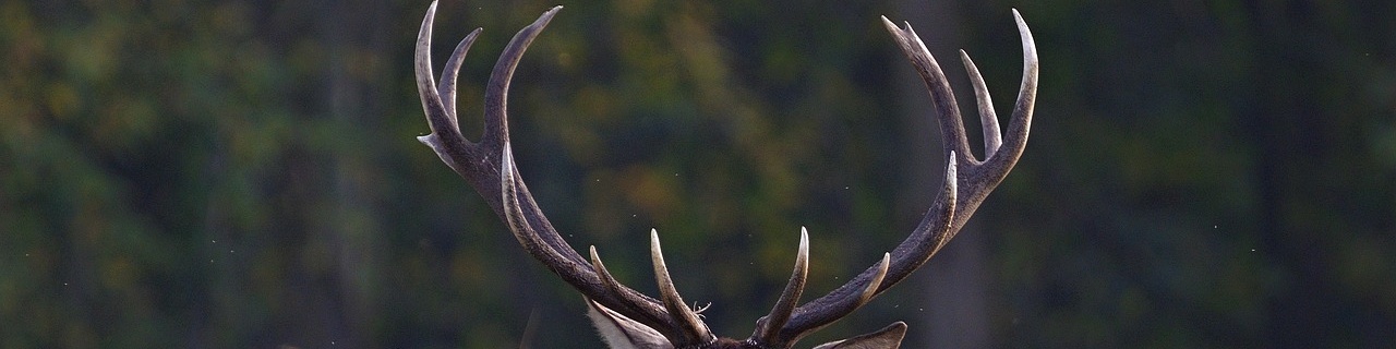 red-deer-7593206_1280