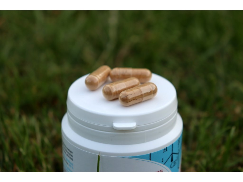 Superpilz für Hunde – Betaglukan