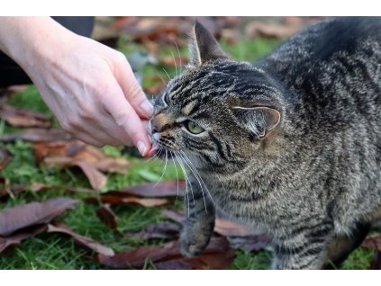 Lebercreme für Katzen
