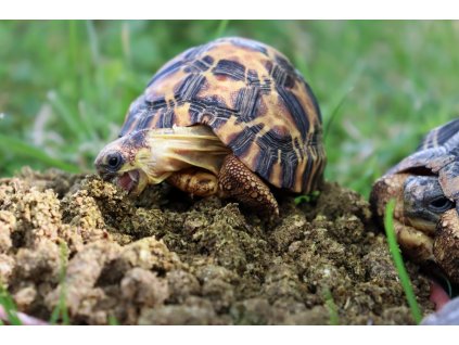 Granulat für herbivore Schildkröten