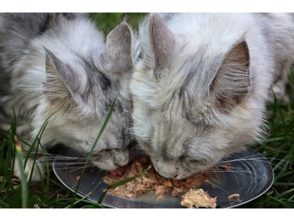 CANAGAN CAT tuňák a losos