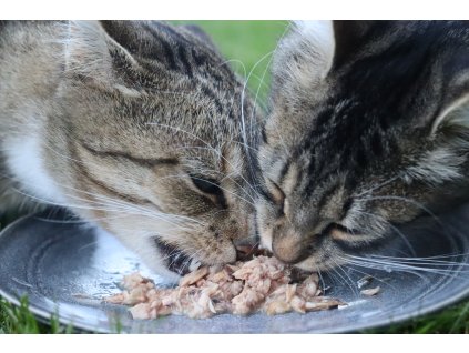 CANAGAN CAT tuňák a mušle