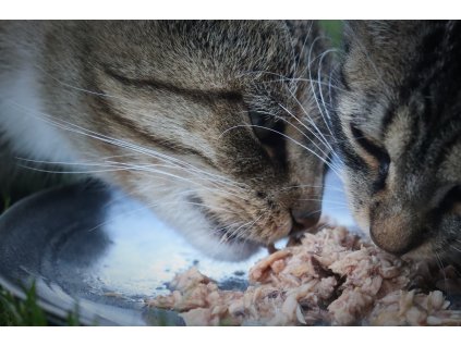 AMORE KONSERVE – Thunfisch