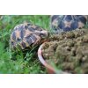 Granule pro herbivorní želvy