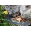 CANAGAN Katze Thunfisch und Lachs