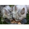 CANAGAN Katze Thunfisch und Lachs