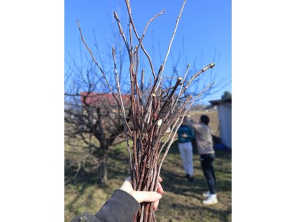 Čerstvé jabloňové větvičky-velké