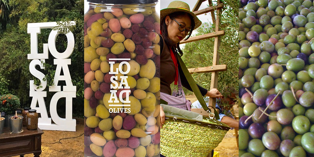 Když není oliva jako oliva… Jak vybrat tu správnou na náš stůl?