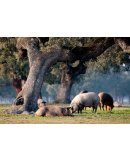 Iberian pigs grazing among the oaks