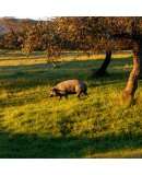 Juan Pedro Domecg image (7)