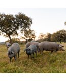 Juan Pedro Domecg image (8)