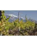 Vinedos Vineyards Altura Maxima