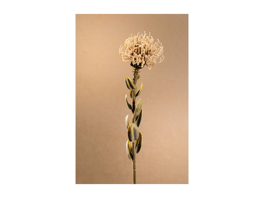 F246 C DRY SMALL PROTEA Aranžovací květina krémová od Paramit
