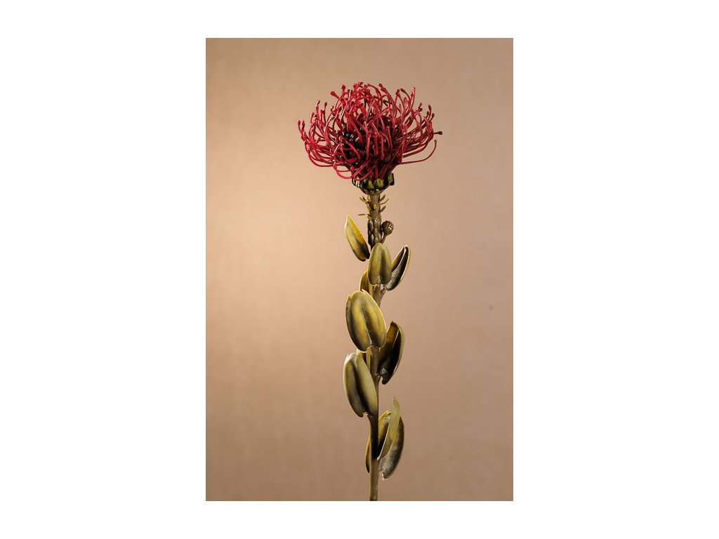 F246 R DRY SMALL PROTEA Aranžovací květina červená 61 cm