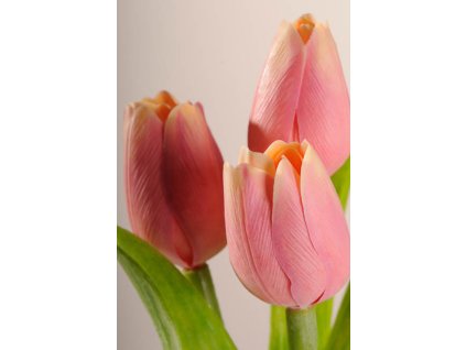 107A2 Umělý tulipán tmavě broskvový 40 cm