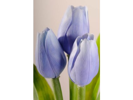 107B1 Francouzský tulipán světle modrý 40 cm