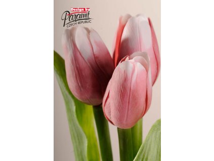 107P4 Francouzský tulipán tmavě růžovo bilý 40cm