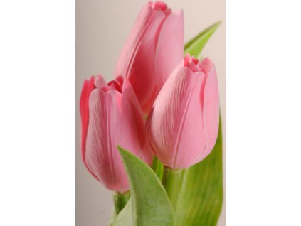 107P5 Francouzský umělý tulipán pastelově růžový 40 cm