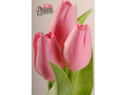 107P5 Francouzský tulipán pastelově růžový 40cm