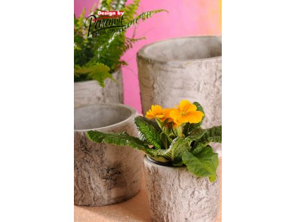 327 10 bříza obal 10cm