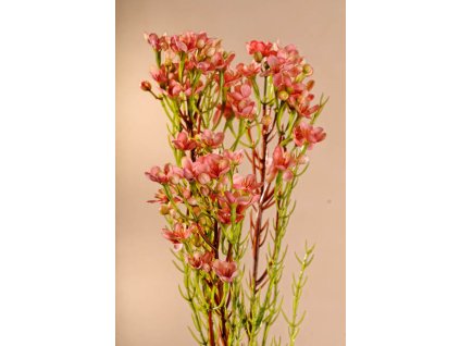 F222 P Umělá květina Waxflower růžová 78 cm