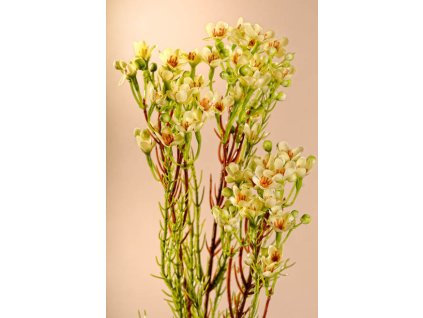 F222 W Umělá květina Waxflower bílá 78 cm