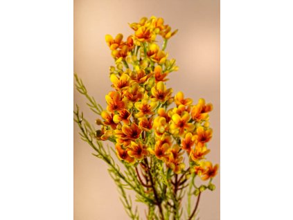 F222 Y Umělá květina Waxflower žlutá 78 cm