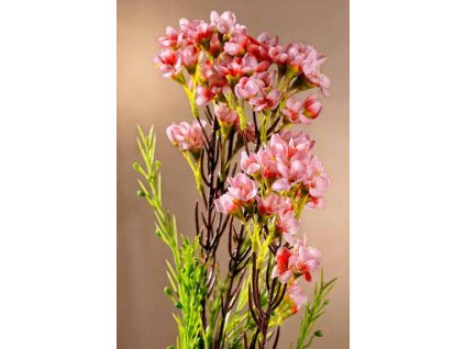 F65072 Waxflower růžový 79 cm od Paramit