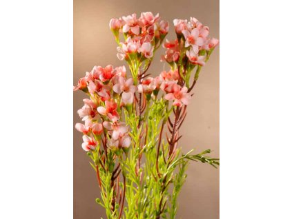 F65075 Waxflower sv. růžový 79 cm od Paramit