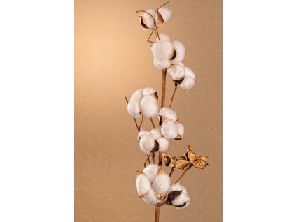 F96834 Aranžovací květina Bavlník 70 cm od Paramit.