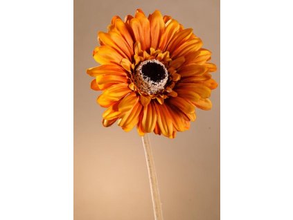 F248 O Krásná oranžová gerbera 53 cm od špičkové značky Paramit.