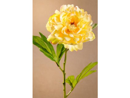 F259 Y BLOOMING PEONY ŽLUTÁ Krásná žlutá pivoňka od špičkové české značky Paramit.