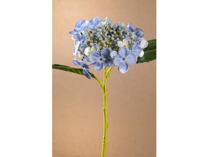 F262 B GERMAN HYDRANGEA Krásná modrá hortenzie od Paramit