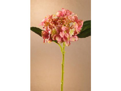 F262 P GERMAN HYDRANGEA Krásná růžová hortenzie od Paramit