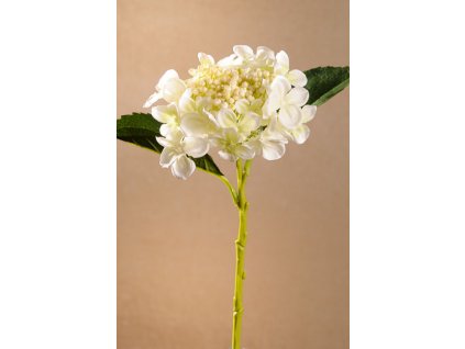 F262 W GERMAN HYDRANGEA Krásná bílá hortenzie od Paramit