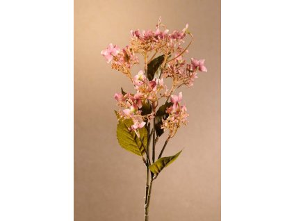 F253 P WILD HORTENZIA růžová Krásná divoká hortenzie růžová od Paramit