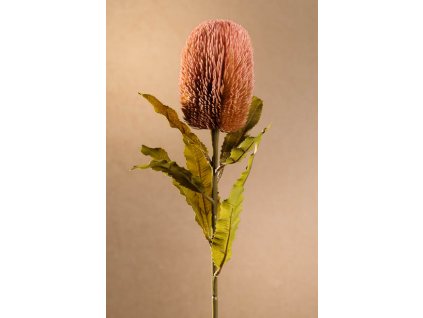 F251 P Dry Banksia růžové barvy 65 cm od Paramit.