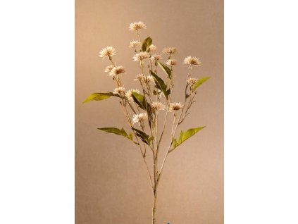F252 C Dry Sweet Daisy krémový bodlák 72 cm od Paramit.