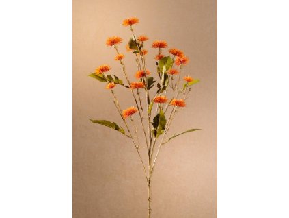 F252 O Dry Sweet Daisy oranžový bodlák 72 cm od Paramit.