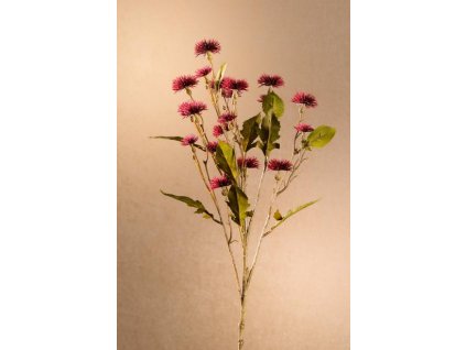 F252 R Dra Sweet Daisy červený bodlák 72 cm od Paramit.