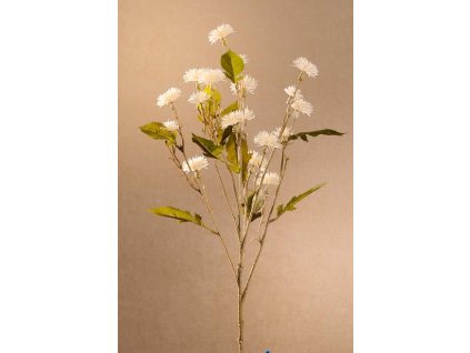 F252 W Dry Sweet Daisy bílý bodlák 72 cm od Paramit.