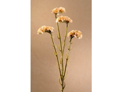F254 C Dry Statice krémová limonka 64 cm od Paramit.