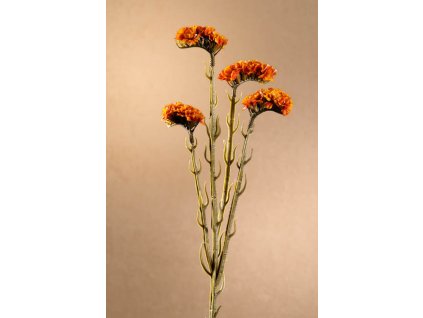 F254 O Dry Statice oranžová limonka 64 cm od Paramit.