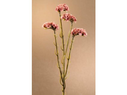 F254 P Dry Statice růžová limonka 64 cm od Paramit.