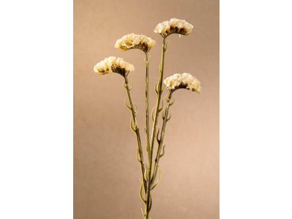 F254 W Dry Statice bílá limonka 64 cm od Paramit.