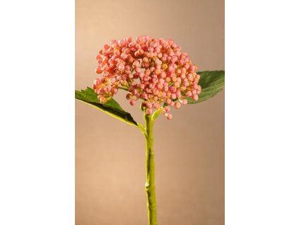 F264 P HYDRANGEA BUD Krásná růžová hortensie od Paramit