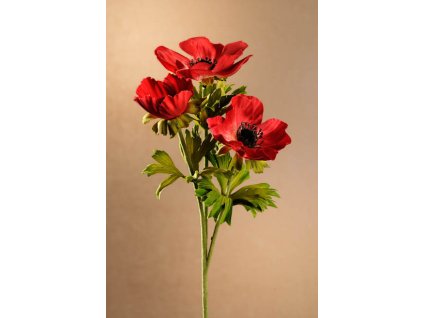 F268 R Anemone červená sasanka výšky 56 cm od Paramit.